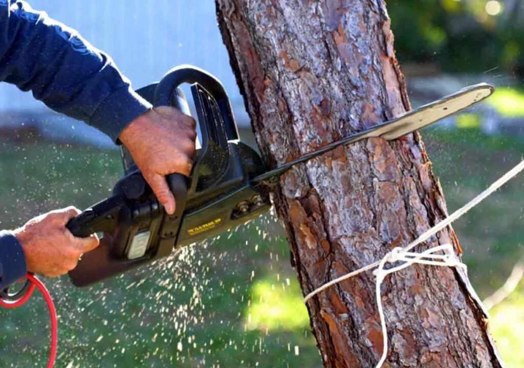 Expert Tree Removal