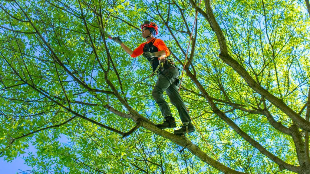 Climber Pruning