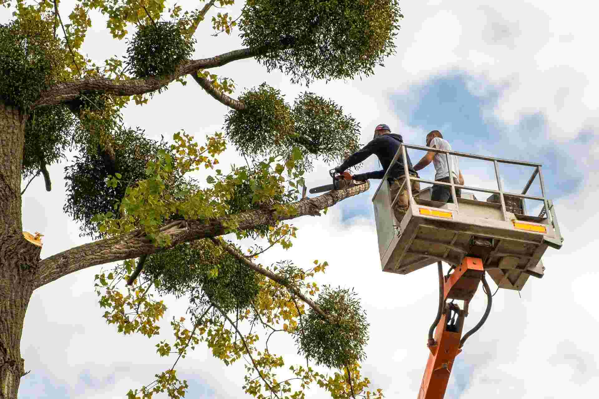 Pippin Tree Service