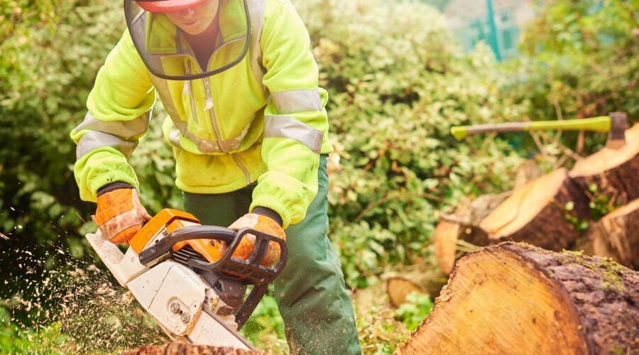 cutting tree