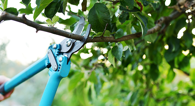 Professional Tree Pruning Tools: What the Experts Use