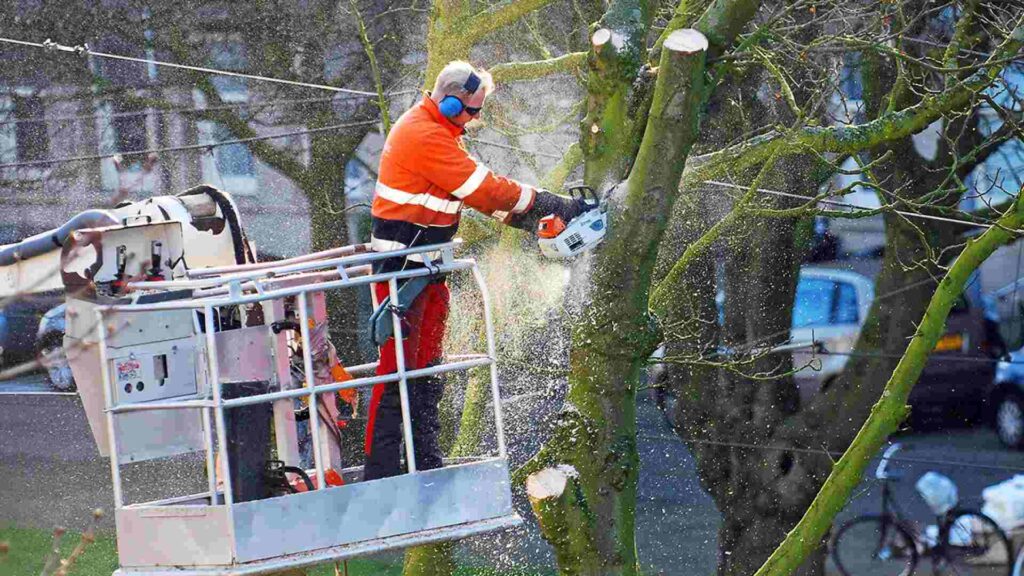 tree pruning