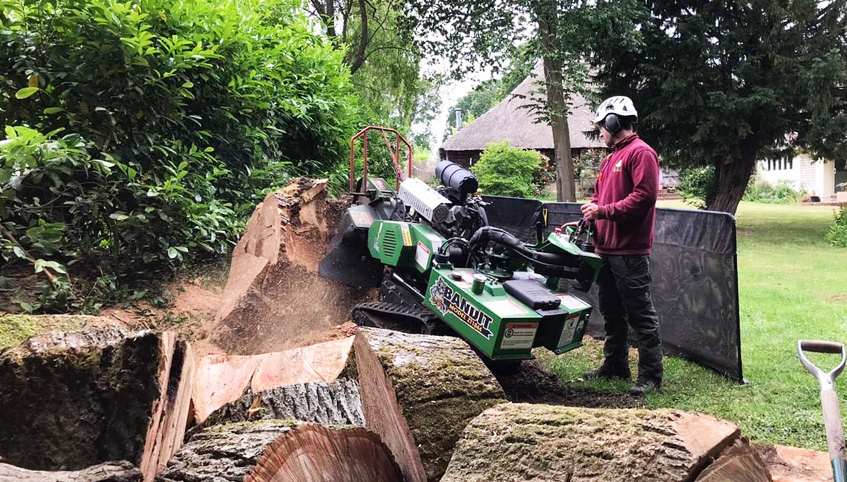 grinding old tree stumps