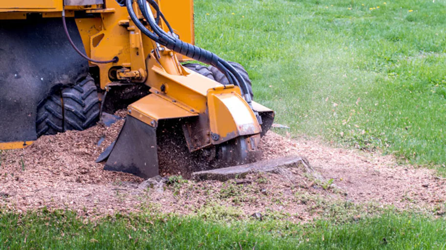 grinding old tree stumps