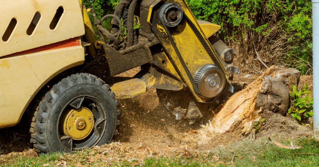 tree root removal