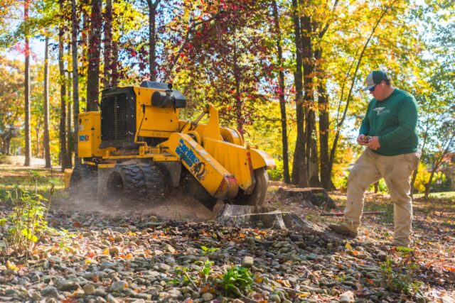 Stump Grinding