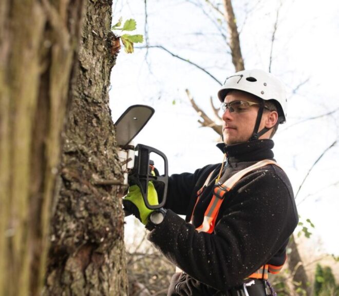 How to Choose Reliable Tree Loppers Near Me for Large Removals