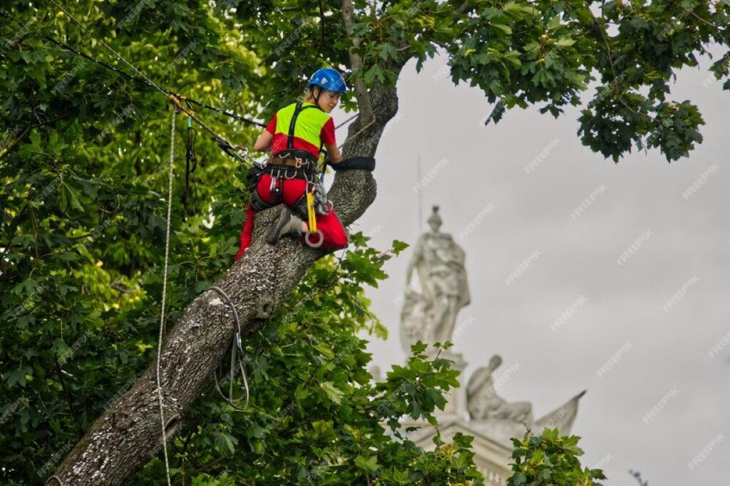 tree loppers near me