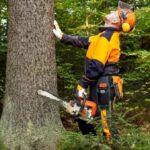 Tree Removal Cost Calculator