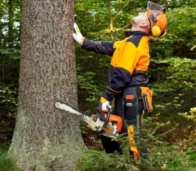 Use Our Tree Removal Cost Calculator for an Instant Estimate