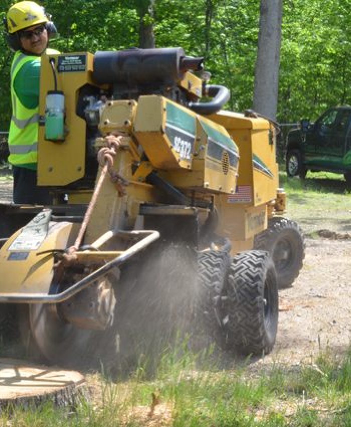 The Benefits of Professional Stump Grinding Services in Sydney