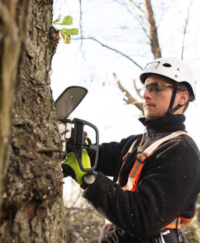 How to Choose Reliable Tree Loppers Near Me for Large Removals